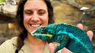 Chameleons Are Such Amazing Animals