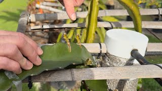 My DRAGON FRUIT are Thriving in New Silica Based  Soil Mix