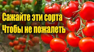 Пожалеете если не посадите эти урожайные сорта томатов для открытого грунта и теплицы 2022