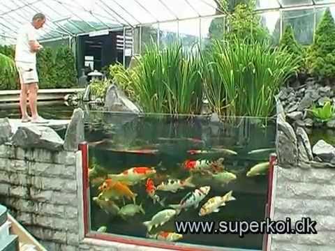 Superkoi butik havedammen,dk youtube