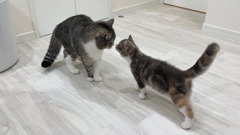 ついに心を通わせた兄と妹がまさかのこうなりました…