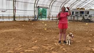 Chickadee AKC Virtual Rally Novice Course 3