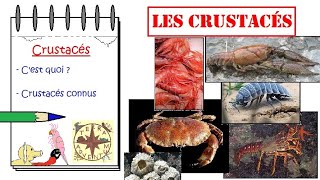 Les Crustacés [Fich'Express #2]