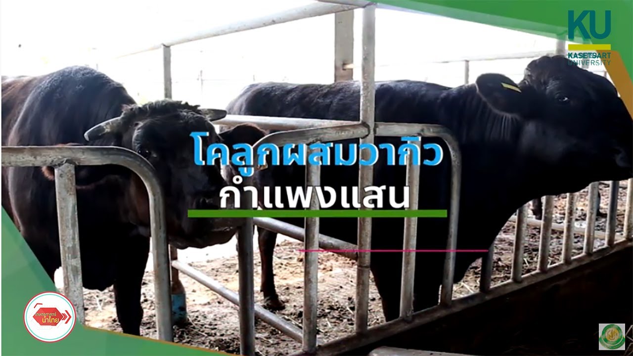 โคลูกผสมวากิวกำแพงแสน