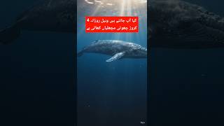 Education of blue whale fish #shortfeed #history #education