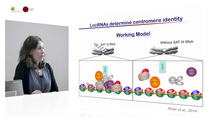 Sylvia Erhardt - A role for RNA in centromere biol...