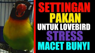 SETTINGAN PAKAN LOVEBIRD STRESS ATAU MACET BUNYI