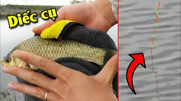 Cận cảnh nhịp phao câu đài cá ăn mồi Thiên Nhiên, xem là thích