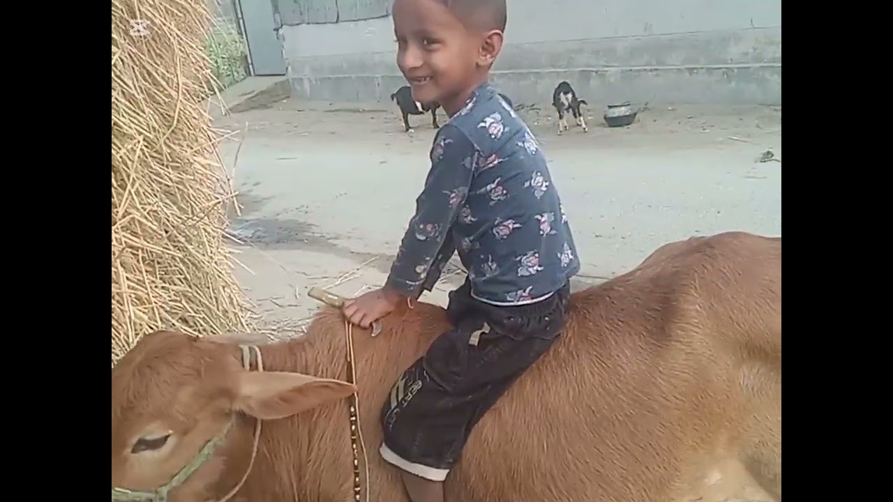 গরু জখন ছোট্ট দের বন্ধু 