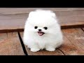 Dog Barking - Funny Dogs Barking And Puppies Barking || NEW