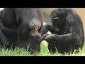 Baby Dill, come and play with me! by Miru  ディルやおばちゃんと遊ぼう！ミル　Chimpanzee  Tama Zoological Park