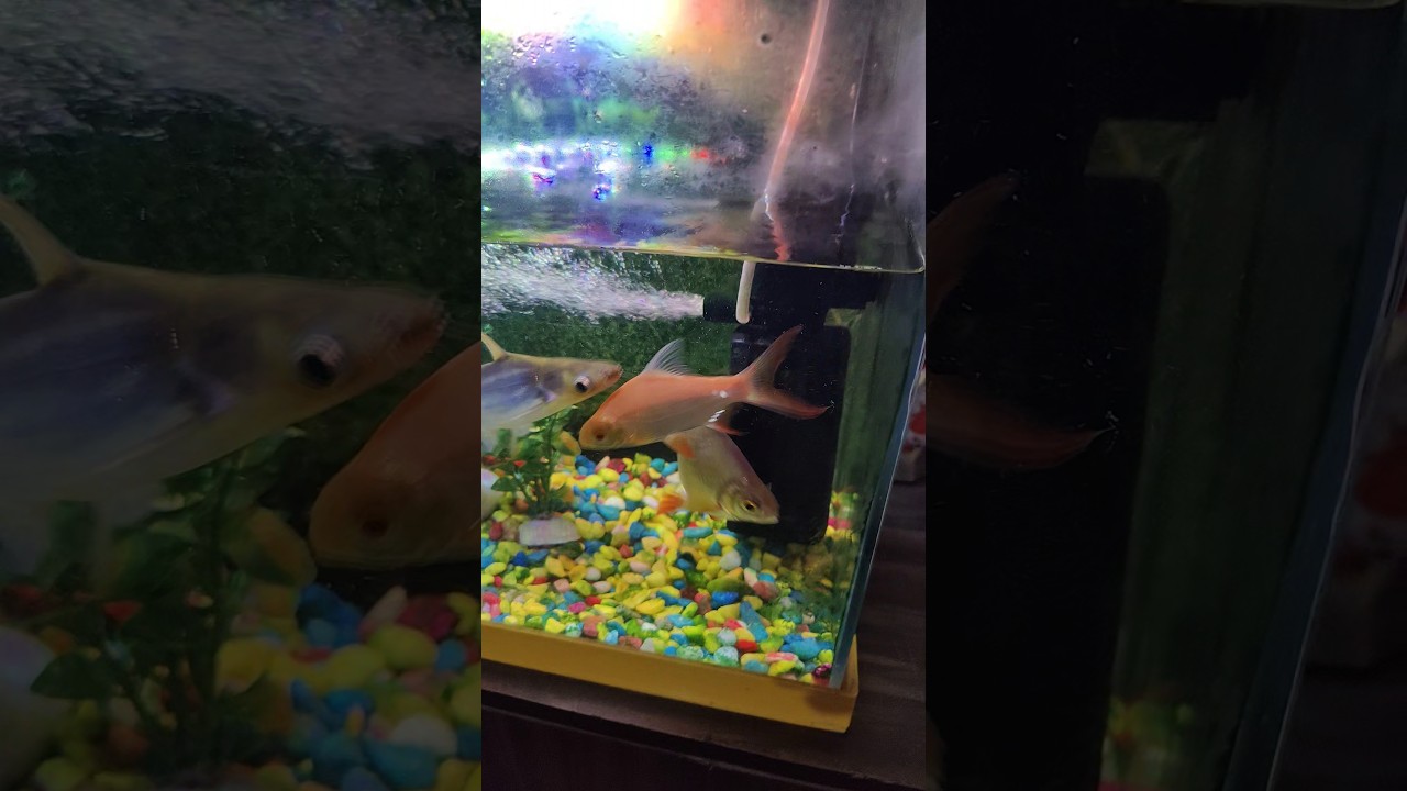 #fish #aquarium #viralshort🐠🐠🐠🐠🙏🙏