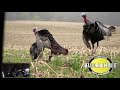 Turkey Hunt - Magnus Broadheads 2020 ATA Promotional Video