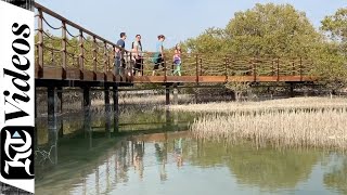 Nature trail in the capital: Inside Jubail Mangrove Park