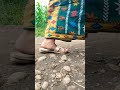 Kebun jagung diparit windu#fypyoutube #fypvlog #videoshort