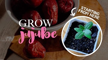 Grow Jujube Tree from Seed