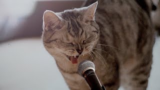 Поющие кошки & Кошка Shera поет песню