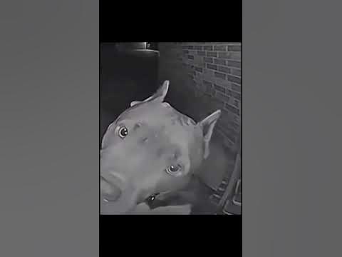 собака звонит в домофон. - YouTube