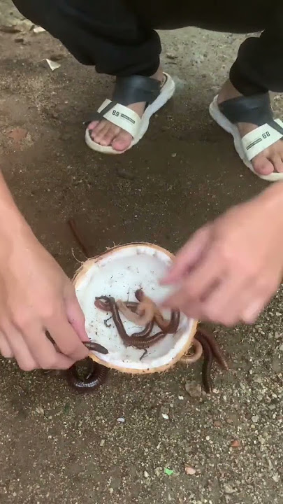 memasuk kan luwing ke dalam batok kelapa #anakdesa #davidsunairi #frog