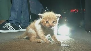 Rescuers Help Free Tiny Kitten Trapped in Car's Engine