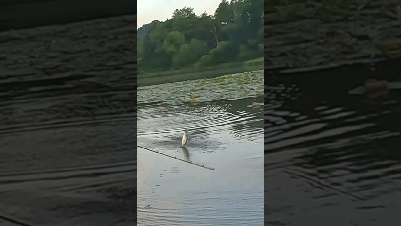 INSANE topwater fish CATCH! 