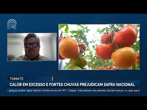 Tomate: calor em excesso e fortes chuvas prejudicam safra nacional | Canal Rural