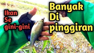 Download Lagu FOKUS PINGGIRAN//Mancing Wader ijo KALI MUNCUL TERBARU Kali Muncul//Mbah Omi Fishing. MP3
