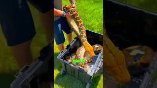 He Pet The World’s Biggest Snake… 😳🐍 #shorts