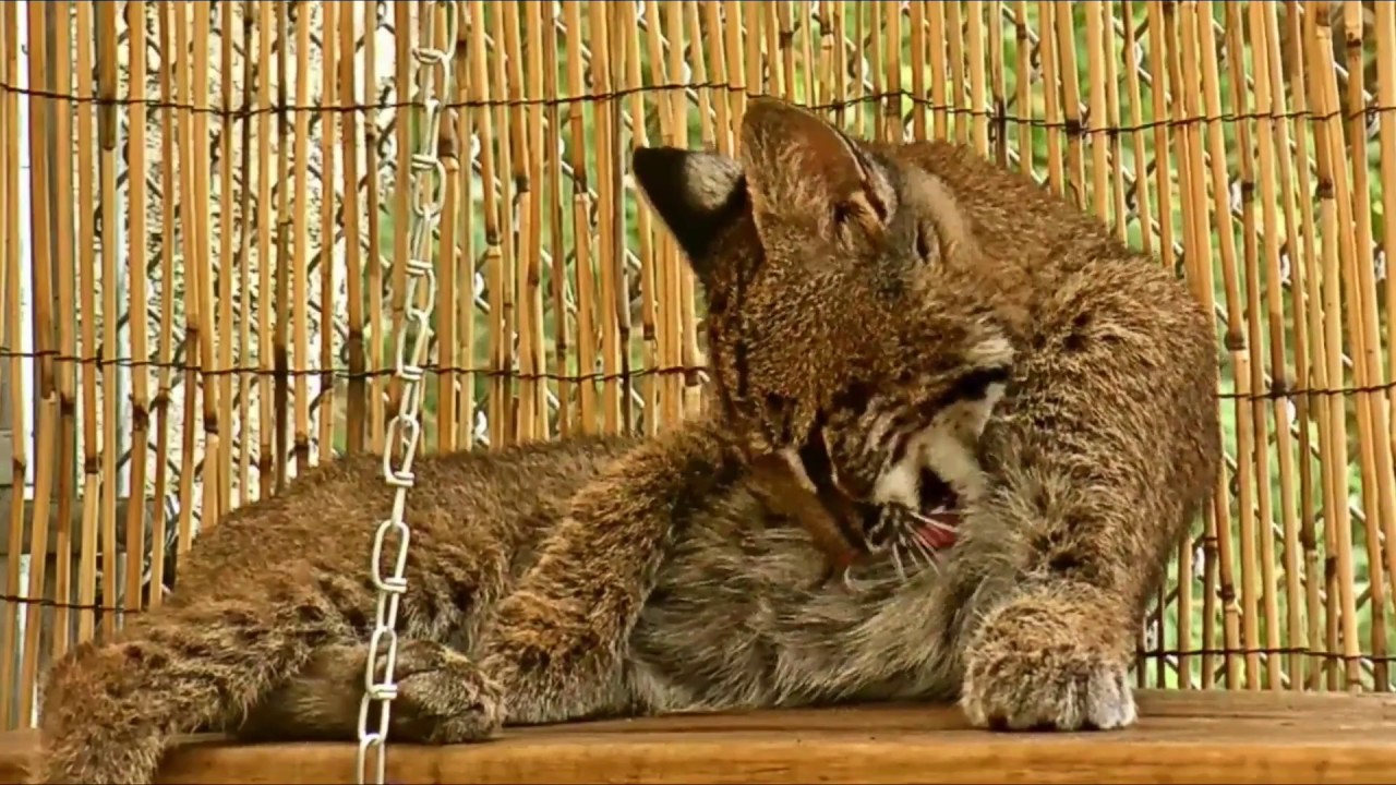 peaceful easy feeling chords A Little Zen from the Bobcat Den