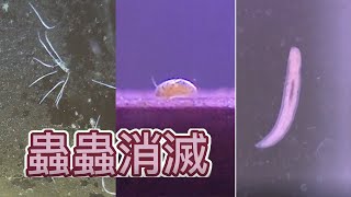 魚缸/蝦缸怎麼會有這種蟲?!該怎麼辦?  | 火焰變色龍_生物防治實測【蛋白蟲.渦蟲.貝蚤 】