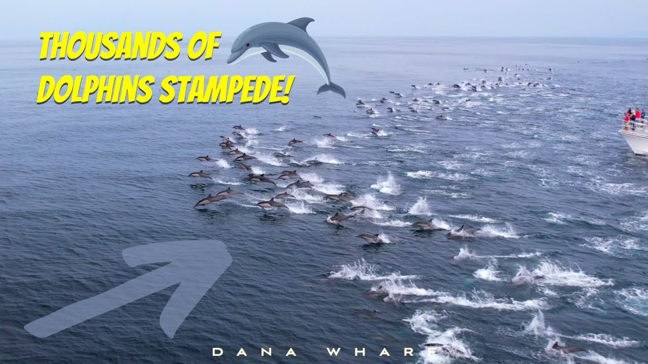 Thousands of Dolphins Stampede | Dana Point, California | Dana Wharf Whale Watching