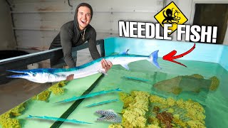Catching TONS of Giant NEEDLE FISH To Stock My SALTWATER POND!