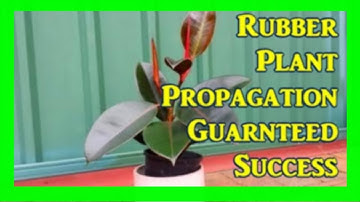 How to Grow a Rubber Plant from Cuttings | Simple Step-by-Step Tutorial