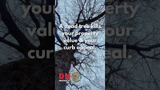 Navarre Tree Service by DN Bobcat