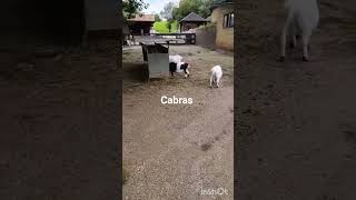 cabras ( Cabárceno, Cantabria)