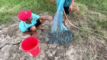 860 l Lấy chài làm lưới kéo bắt cá lóc l fishing