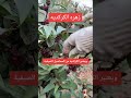 زراعة الكركديه كركديه كركريه Hibiscus 