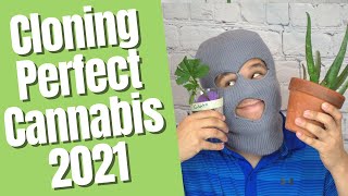 Cloning Perfect Cannabis 2021 Guide – 100% Success Rate! [Plus Extra How to Clone Tips!]