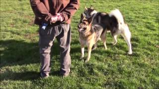 Dogs Playing At The Park