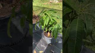 Not Sure Which Mango Tree To Start With? Consider The Carrie Mango