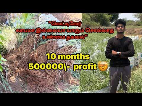 “வெட்டிவேர் லாபமா இல்லையா – யாரும் சொல்லாத உண்மை தகவல்” 10 months 50000\- profit 🤯vettiver #vetiver