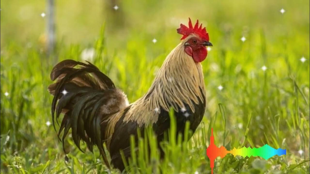Ringtone 360/ chicken music _BGM YouTube