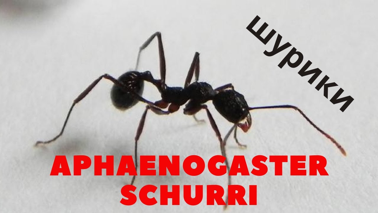 Муравьи Афеногастер шури. Вертикальный формикарий. - YouTube