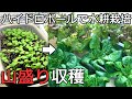 ハイドロボールで水耕栽培｜サラダ菜とサニーレタスを山盛り収穫