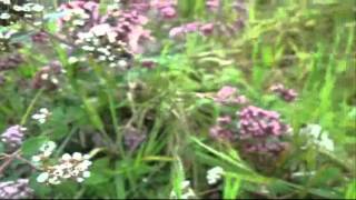One Marjoram Per Household - HuwsNursery's Bee Campaign