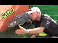 Gator boys alligator rescue at everglades holiday park
