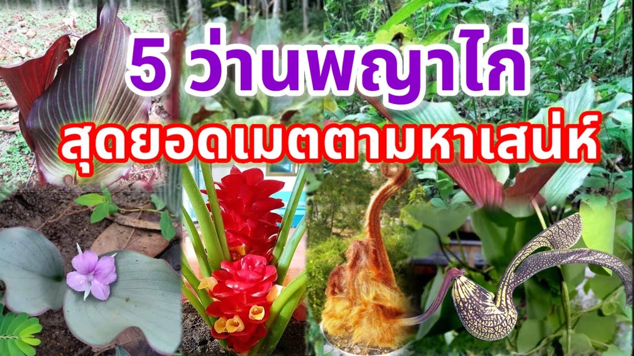 5 ว่านพญาไก่ ของวิเศษจากธรรมชาติ อิทธิฤทธิ์เด่นด้านเสน่ห์เมตตามหานิยม