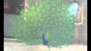 Dance of National Bird of India.avi