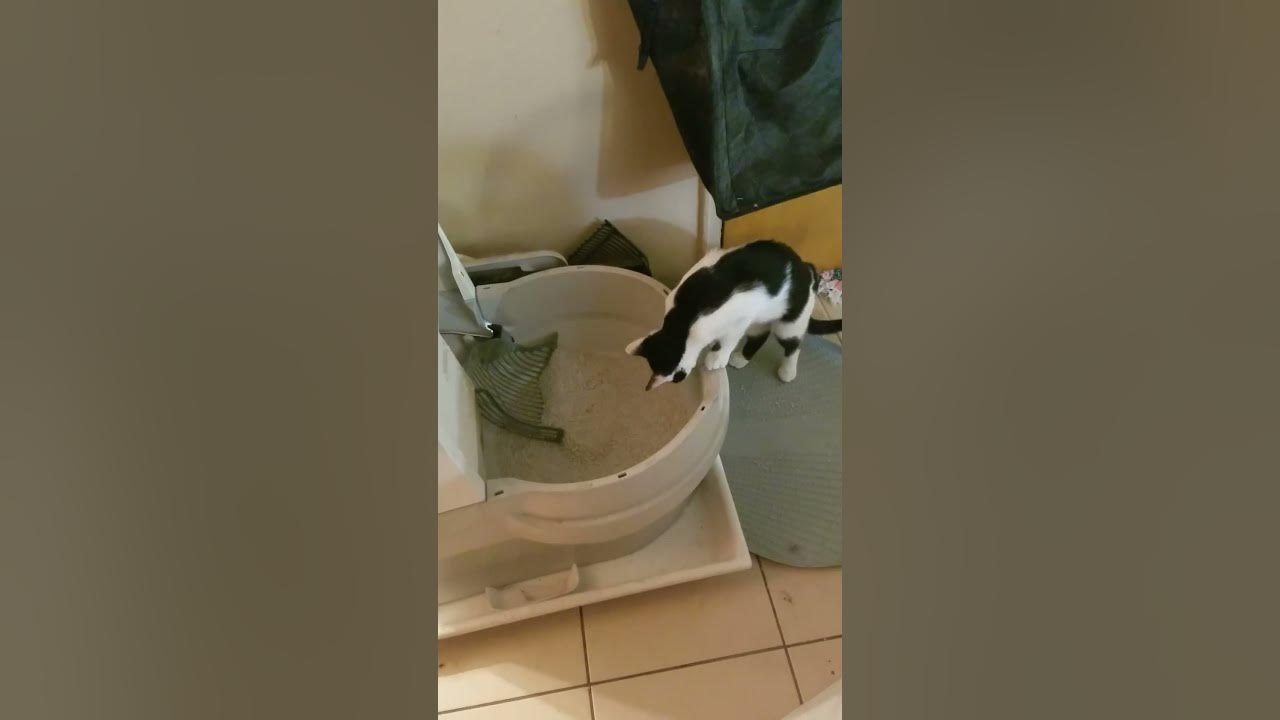 Panda Looking at Cat Genie YouTube