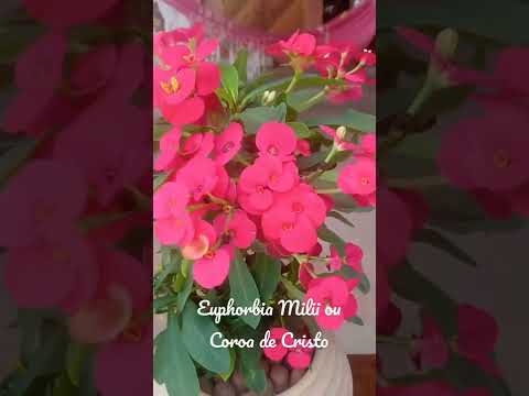 Vídeo: Euphorbia Plant Care - Dicas de cultivo para plantas Euphorbia